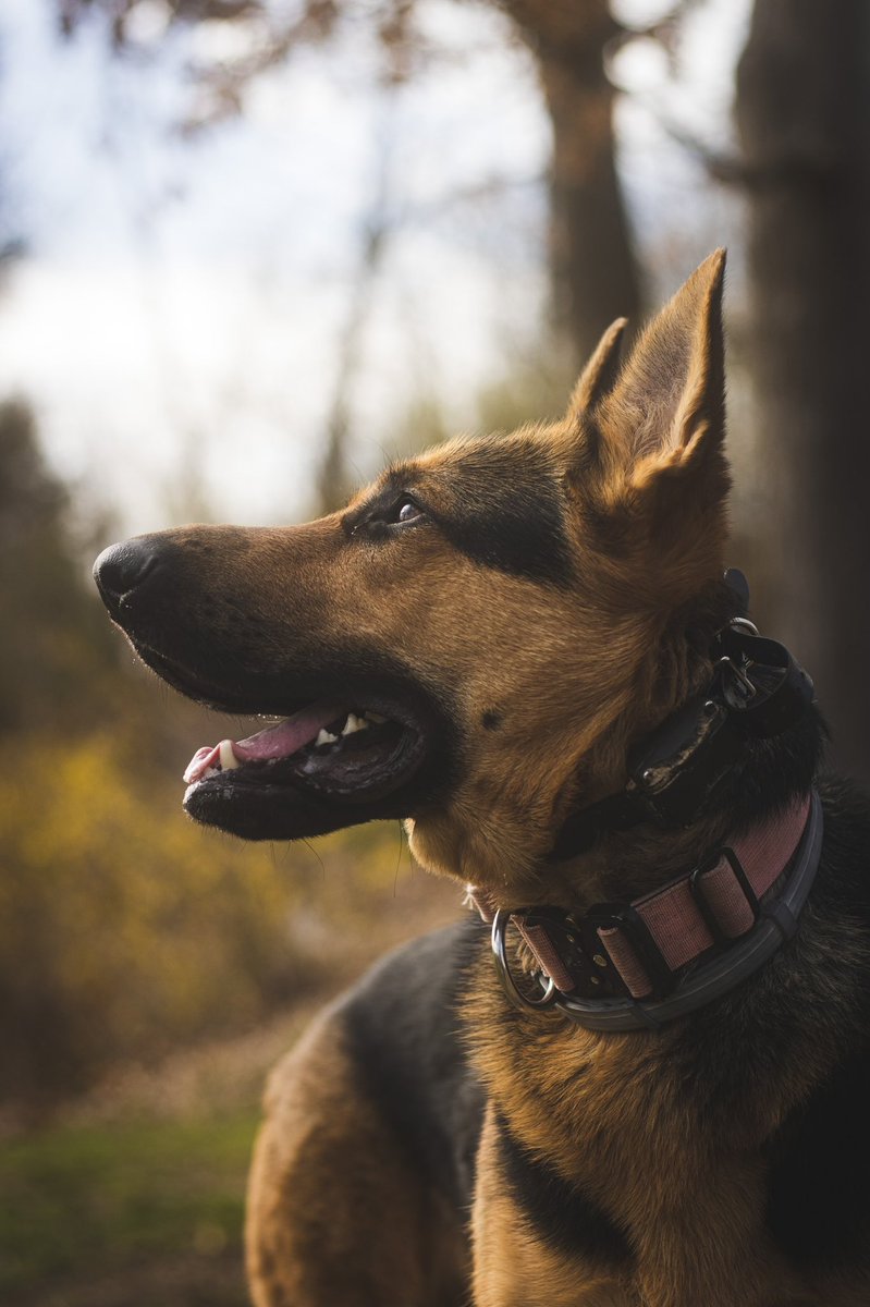jer_welsh's tweet image. Now’s as good a time as any to introduce My dog Ember. She’s very happy to be here. Let’s see them doggos.
#dogs #GermanShepherd #petportraits