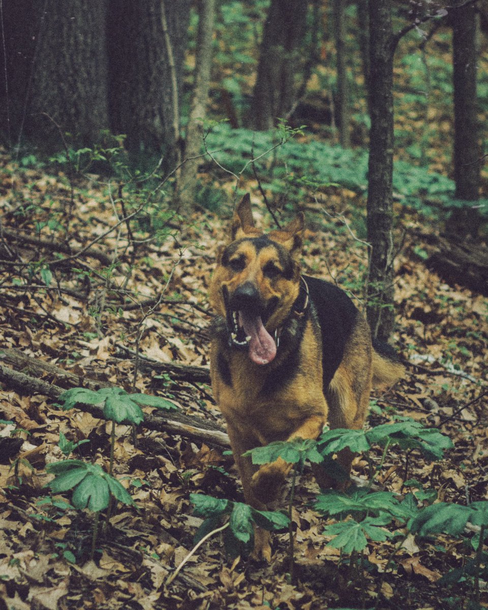 jer_welsh's tweet image. Now’s as good a time as any to introduce My dog Ember. She’s very happy to be here. Let’s see them doggos.
#dogs #GermanShepherd #petportraits