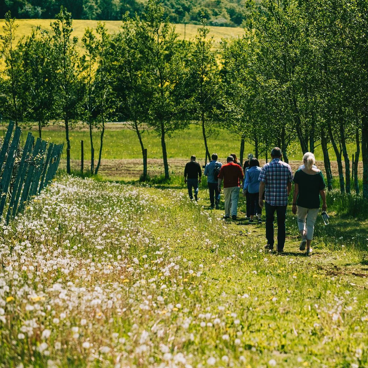 WineGB East (@winegbeast) on Twitter photo 🍇Vineyard Tours are back at <a href="/saffrongrange/">Saffron Grange</a>! 🥂
Visitors can expect a walking tour of the #vineyard and samples of 3 sparkling wines with guided tasting. Cheese boards and charcuterie boards are available to pre-order to make your afternoon extra special. 🍇Vineyard Tours are back at <a href="/saffrongrange/">Saffron Grange</a>! 🥂
Visitors can expect a walking tour of the #vineyard and samples of 3 sparkling wines with guided tasting. Cheese boards and charcuterie boards are available to pre-order to make your afternoon extra special.