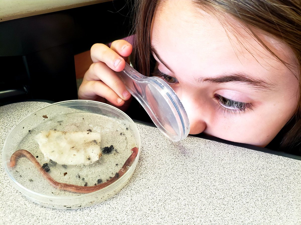 Our <a href="/JCTElementary/">J.C. Thompson Elementary</a> 2nd graders think worms are a bit more interesting thanks to the cool tool the hand lens! We heard Ss talking like scientist, thinking like scientist and being scientist as they observed worms today! <a href="/NISDScience/">NISD Science</a> <a href="/LAERomer/">Leigh Anne Romer</a> <a href="/ksuarez28/">Princess Science (Kelly Suarez)</a> <a href="/OutdoorAmy/">Amy Hollenshead</a>