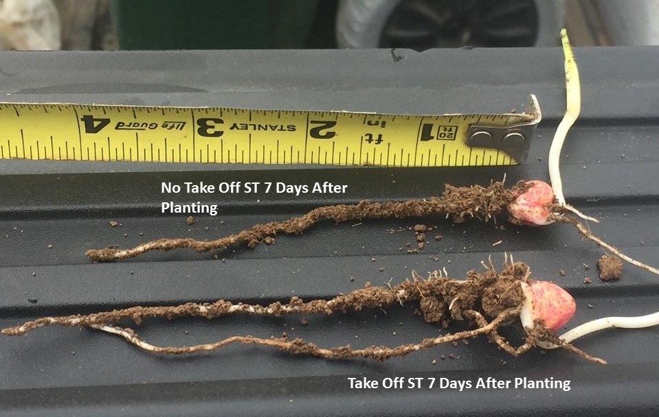 verdesian's tweet photo. Assure your growers that they've maximized their yield potential from the moment the seed hits the ground with Take Off ST.

Learn more: https://t.co/2WpBWHQtcC https://t.co/RRNJG2fBWq