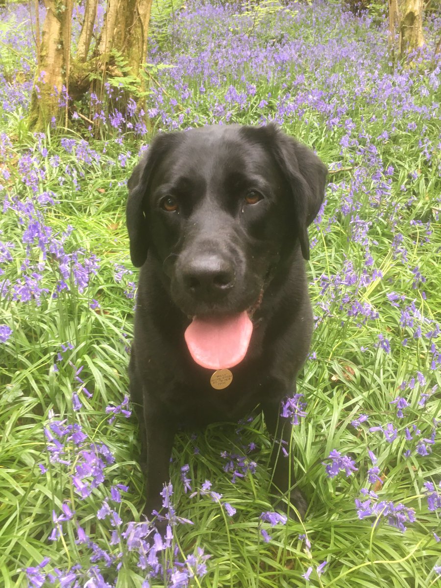 chriscassidy65's tweet photo. Milly & Maisy , Prehen Woods, Derry @WoodlandTrust @angie_weather @bbcniweather @WeatherCee #bluebells #blacklab #woods #prehen https://t.co/qx0XlbNx44
