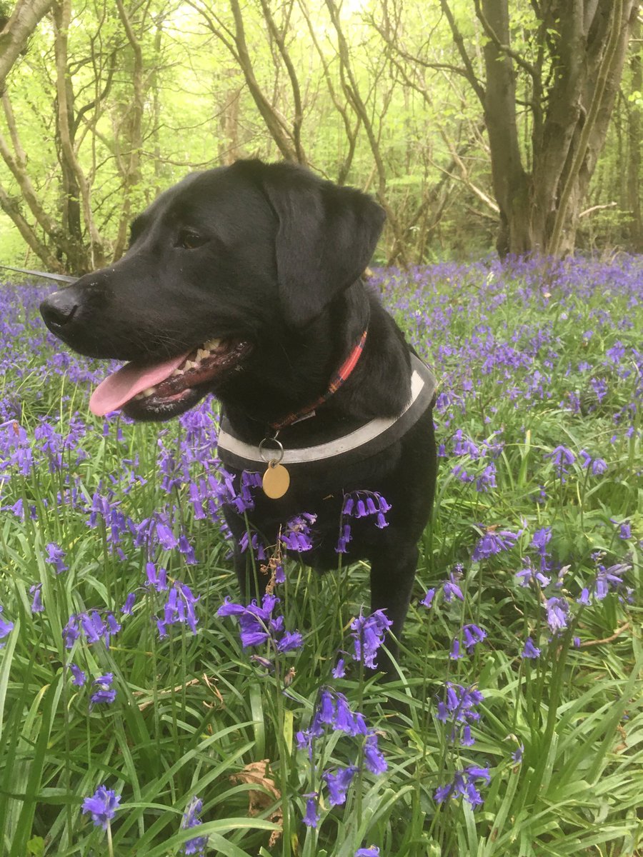 chriscassidy65's tweet photo. Milly & Maisy , Prehen Woods, Derry @WoodlandTrust @angie_weather @bbcniweather @WeatherCee #bluebells #blacklab #woods #prehen https://t.co/qx0XlbNx44