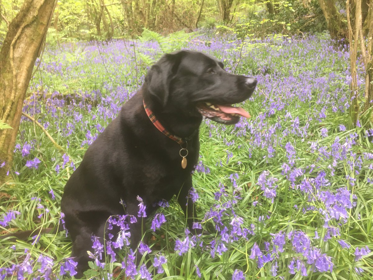chriscassidy65's tweet photo. Milly & Maisy , Prehen Woods, Derry @WoodlandTrust @angie_weather @bbcniweather @WeatherCee #bluebells #blacklab #woods #prehen https://t.co/qx0XlbNx44