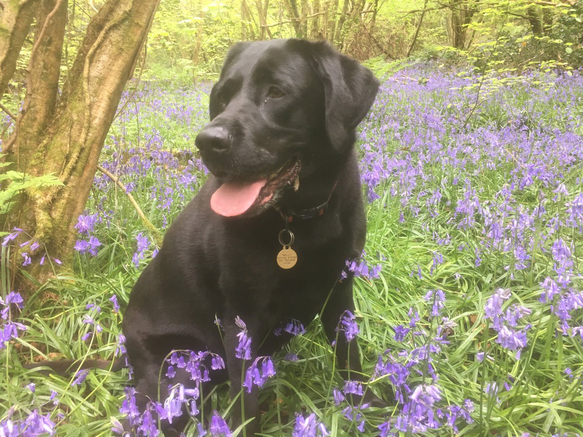chriscassidy65's tweet photo. Milly & Maisy , Prehen Woods, Derry @WoodlandTrust @angie_weather @bbcniweather @WeatherCee #bluebells #blacklab #woods #prehen https://t.co/qx0XlbNx44