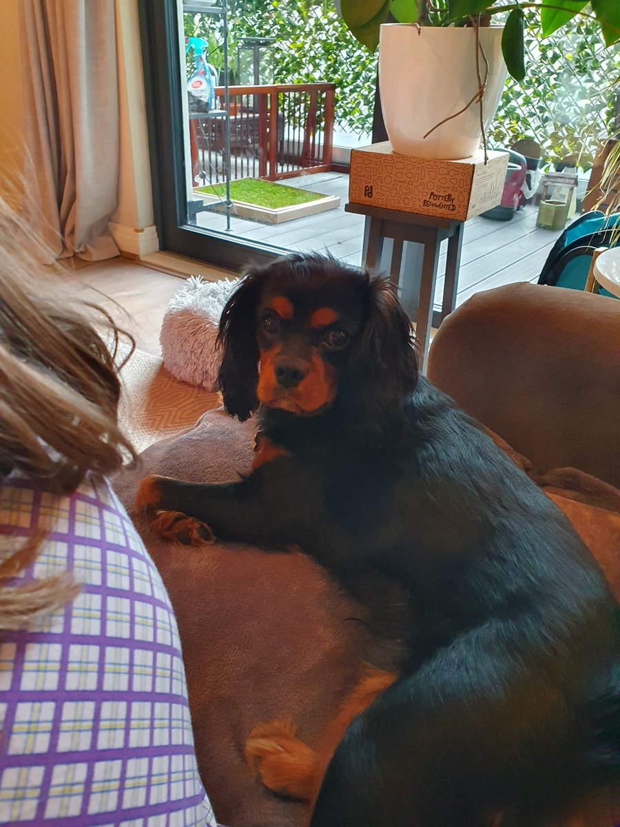 Misty's Meadows tweet media