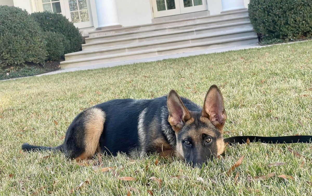 🐾 I am furry pupset and can’t enjoy this beautiful day: the #Azovstal steel plant - or what remains of it - is under continuous attack being incessantly bombarded. The hoomans trapped there have no way out. They must be saved! #SlavaUkraini 🇺🇦