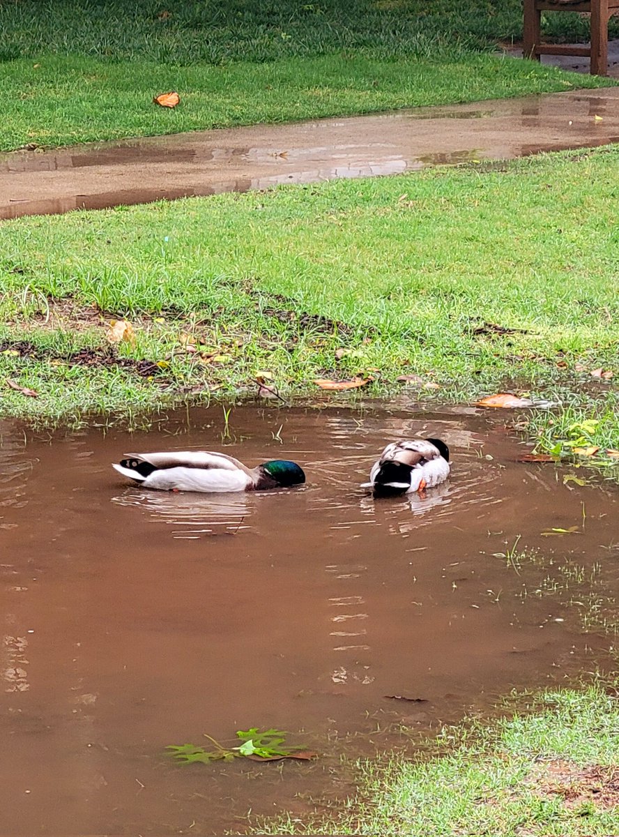 It's a little bit damp on campus today, folks. #Biology