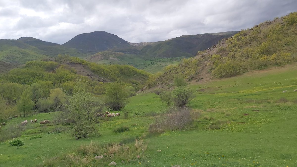 Dersim6221Deniz's tweet photo. Yeşeriyor vadi
Yeşeriyor umutlar...
#Dersim #Xozat #Bezaut karşıda Pilav dağı https://t.co/Av6Aaw5QPG