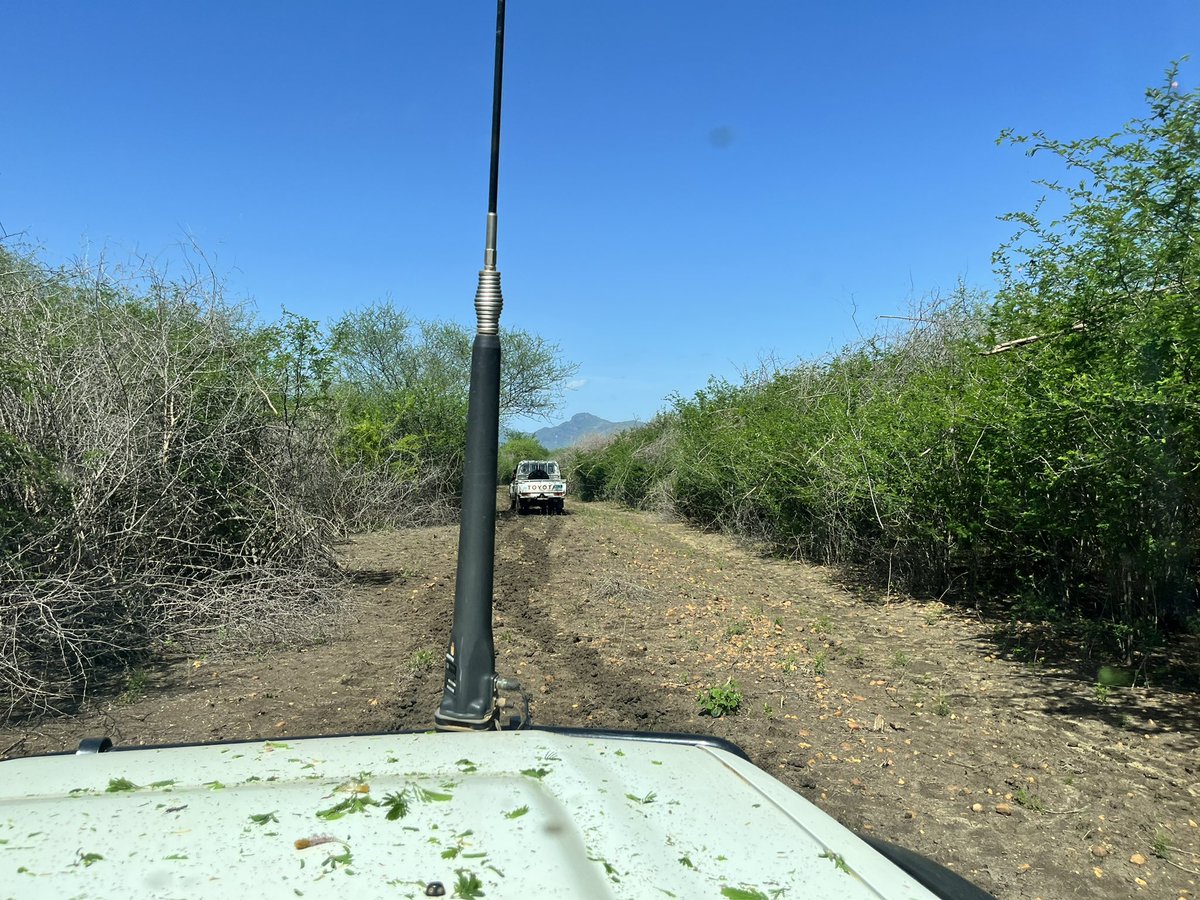 alsopeca's tweet photo. What the road looked like before &amp; after community efforts to improve access to their cattle camp. Much easier now for animal health workers to  provide support. A joint effort btwn @WFP_SouthSudan @norskfolkehjelp and most importantly Kalunyor community. 

#SSOT https://t.co/mIrVbYDpON