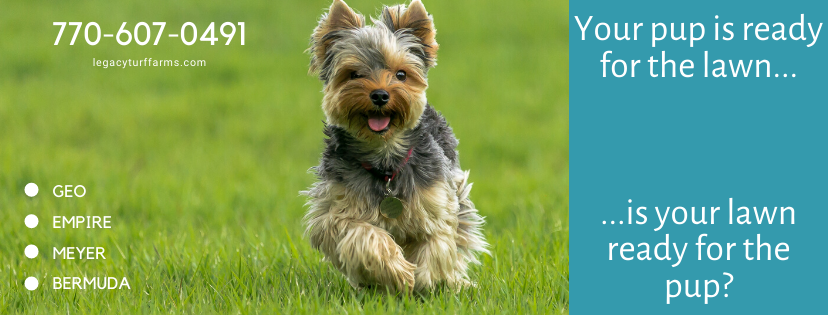 legacy_turf's tweet photo. How can I keep my dog from leaving yellow burn spots all over my lawn?! Read on for more: https://t.co/RaZBUILMf9 #lawncare #lawntok #nitrogen #fertilizer #lawnmaintenance #bermudasod #zoysiasod #tiftuf #tahoma31 https://t.co/Xpk5gGTUw9