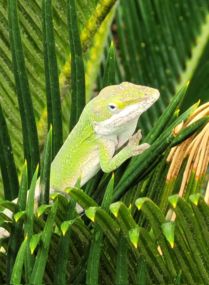 "Live long and prosper"
                   - Anole

#getoutside