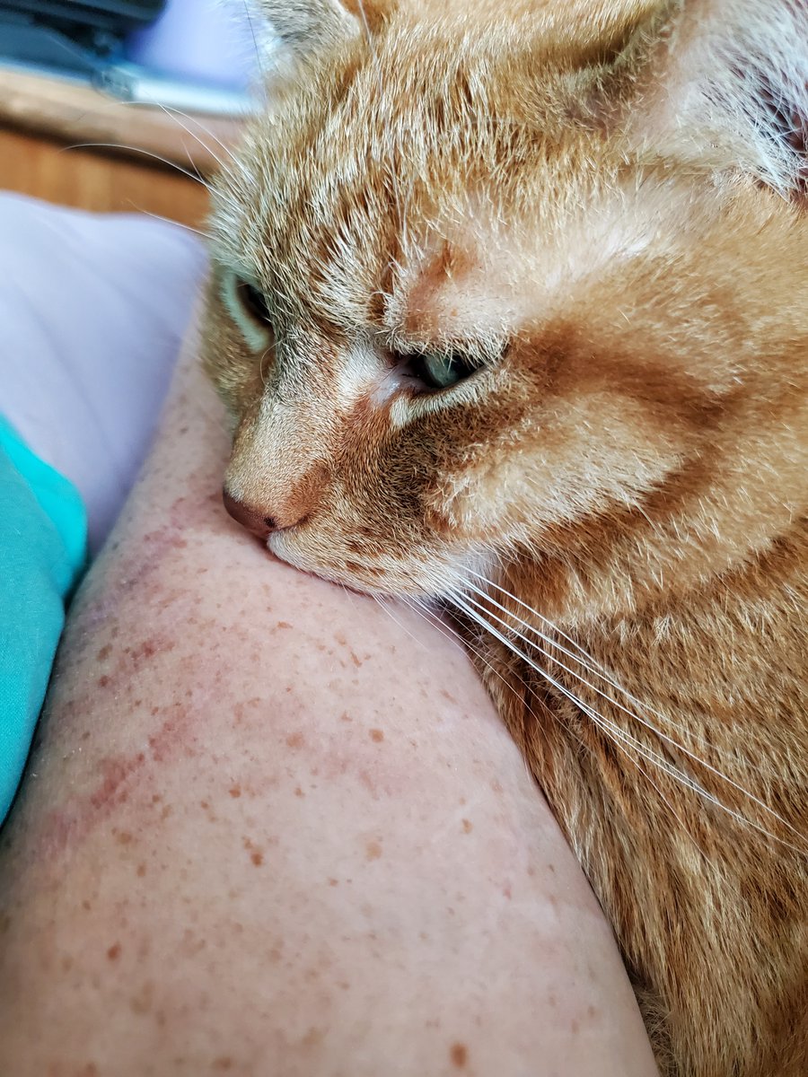 ckb104's tweet photo. Does it still count as "under-loved" if it's your cat who loves you?
#overeducated #Underloved #CatLady #CatWomen #GenX #NotMillennial @mattgaetz #CatsOfTwitter https://t.co/osEYH6xROo