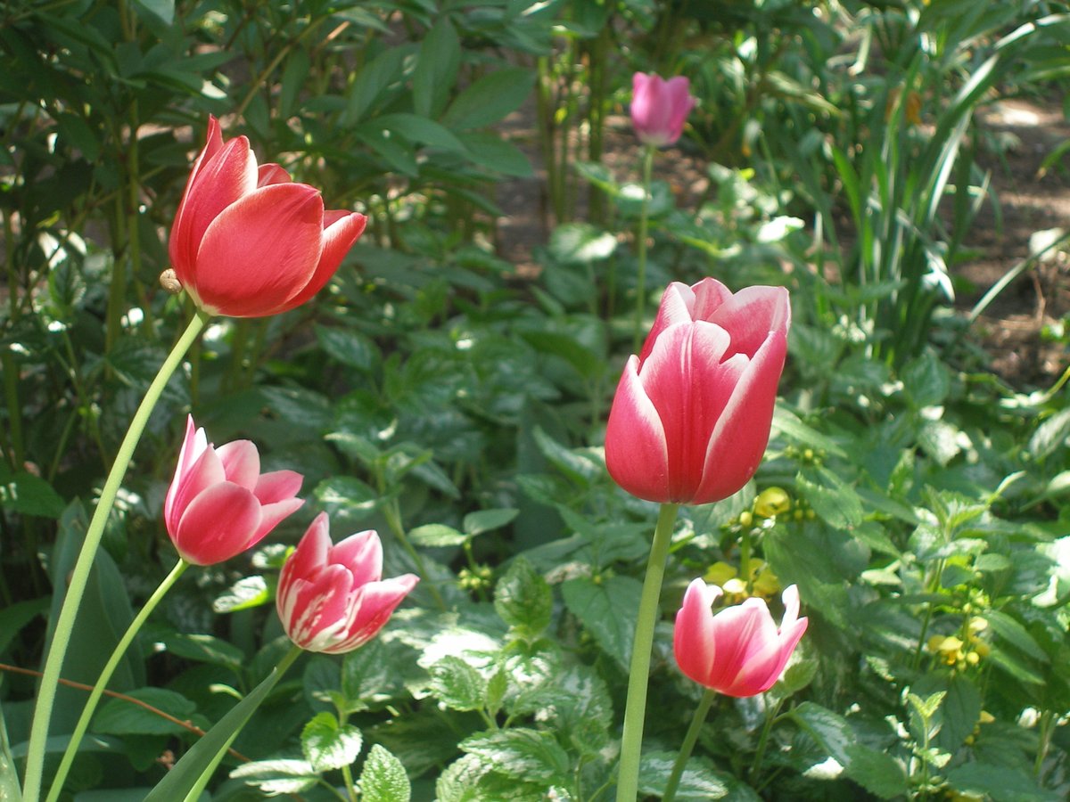Парад тюльпанів в апогеї