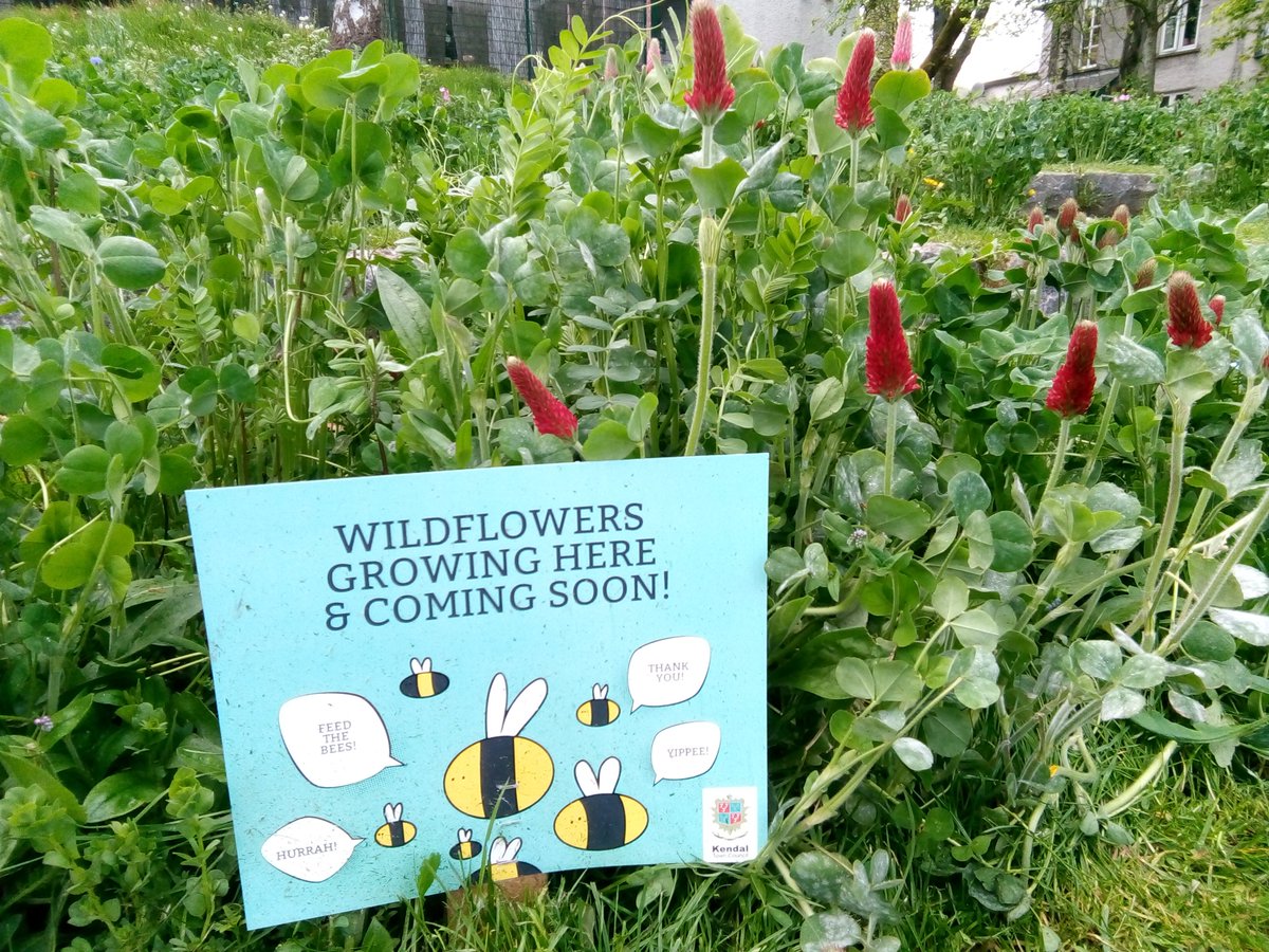 Bertrum99's tweet photo. Well that was a pleasant surprise... Planting for pollinators in #kendal town centre. Looking forward to the buzz! #getcumbriabuzzing #kendaltowncouncil #wildflowers #pollinators @cumbriawildlife #bees https://t.co/XXPoMmSGEM