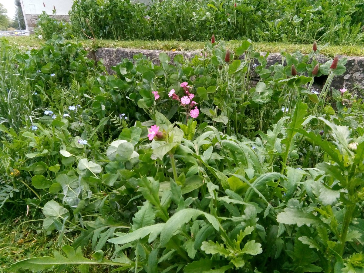 Bertrum99's tweet photo. Well that was a pleasant surprise... Planting for pollinators in #kendal town centre. Looking forward to the buzz! #getcumbriabuzzing #kendaltowncouncil #wildflowers #pollinators @cumbriawildlife #bees https://t.co/XXPoMmSGEM