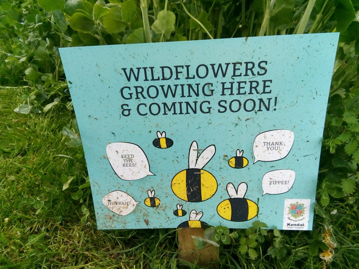 Bertrum99's tweet photo. Well that was a pleasant surprise... Planting for pollinators in #kendal town centre. Looking forward to the buzz! #getcumbriabuzzing #kendaltowncouncil #wildflowers #pollinators @cumbriawildlife #bees https://t.co/XXPoMmSGEM