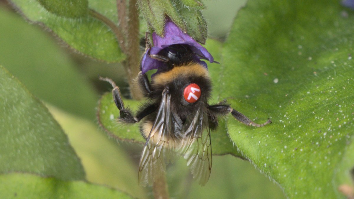 GazingAtTrees's tweet photo. A bingo bee! Many bees at @TheBotanics have tiny numbers on their backs. I'm looking forward to bumping into the "Bumble Brigade", PhD students studying the bees, to find out more. #BotanicsBeeBingo https://t.co/g0fPTGKIlr
