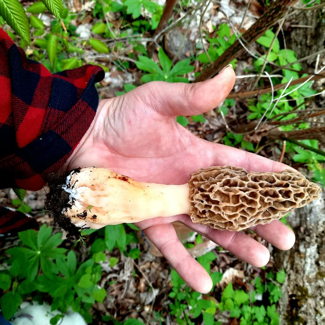 Vangomakememory's tweet photo. Ran into a honey hole today, woot woot! #morelmushrooms https://t.co/LxMty8uYLe