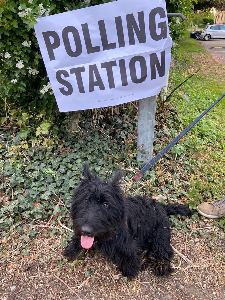 Ben_Gilding's tweet photo. Wilkes the Scottie (yes, I know) on his first election day! #dogsatpollingstations https://t.co/sP6xUejMbU