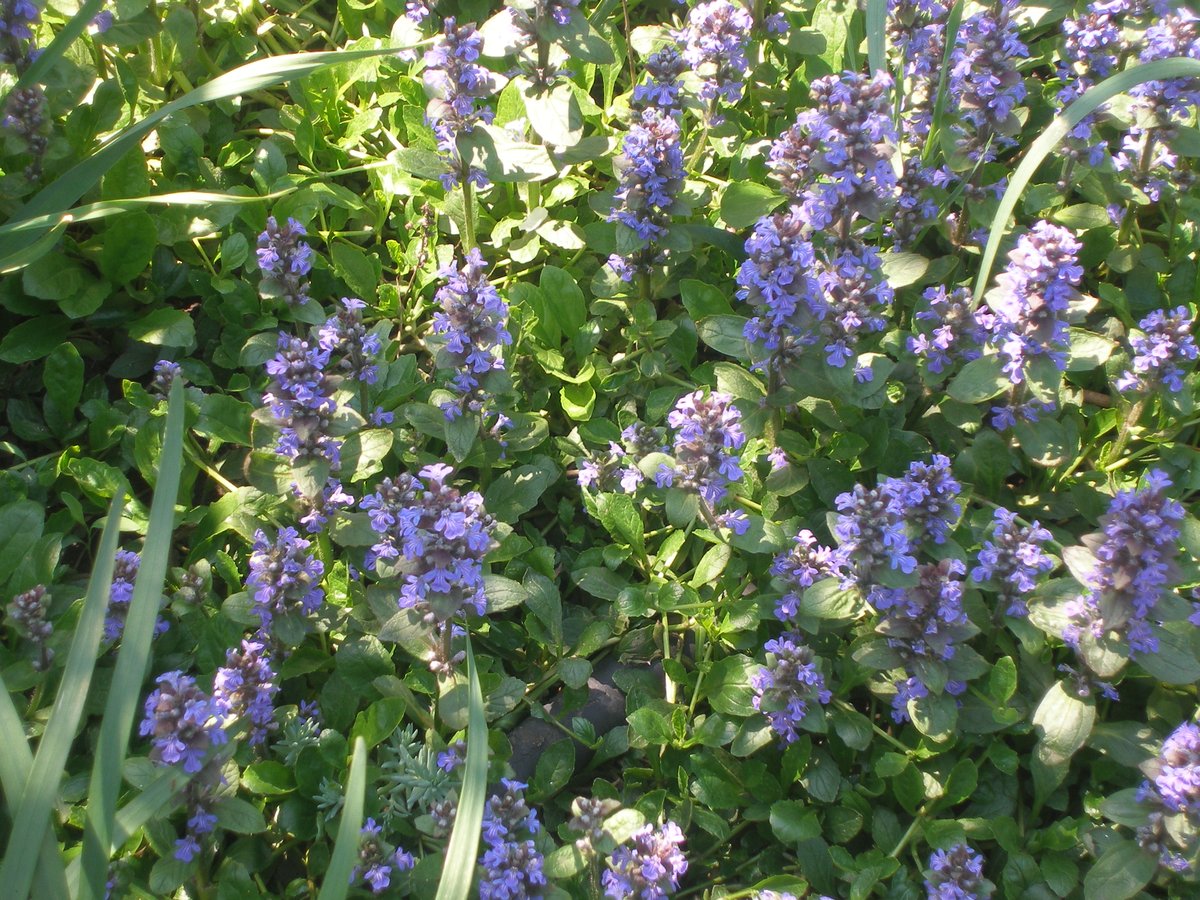 Файна галявинка та її мешканці