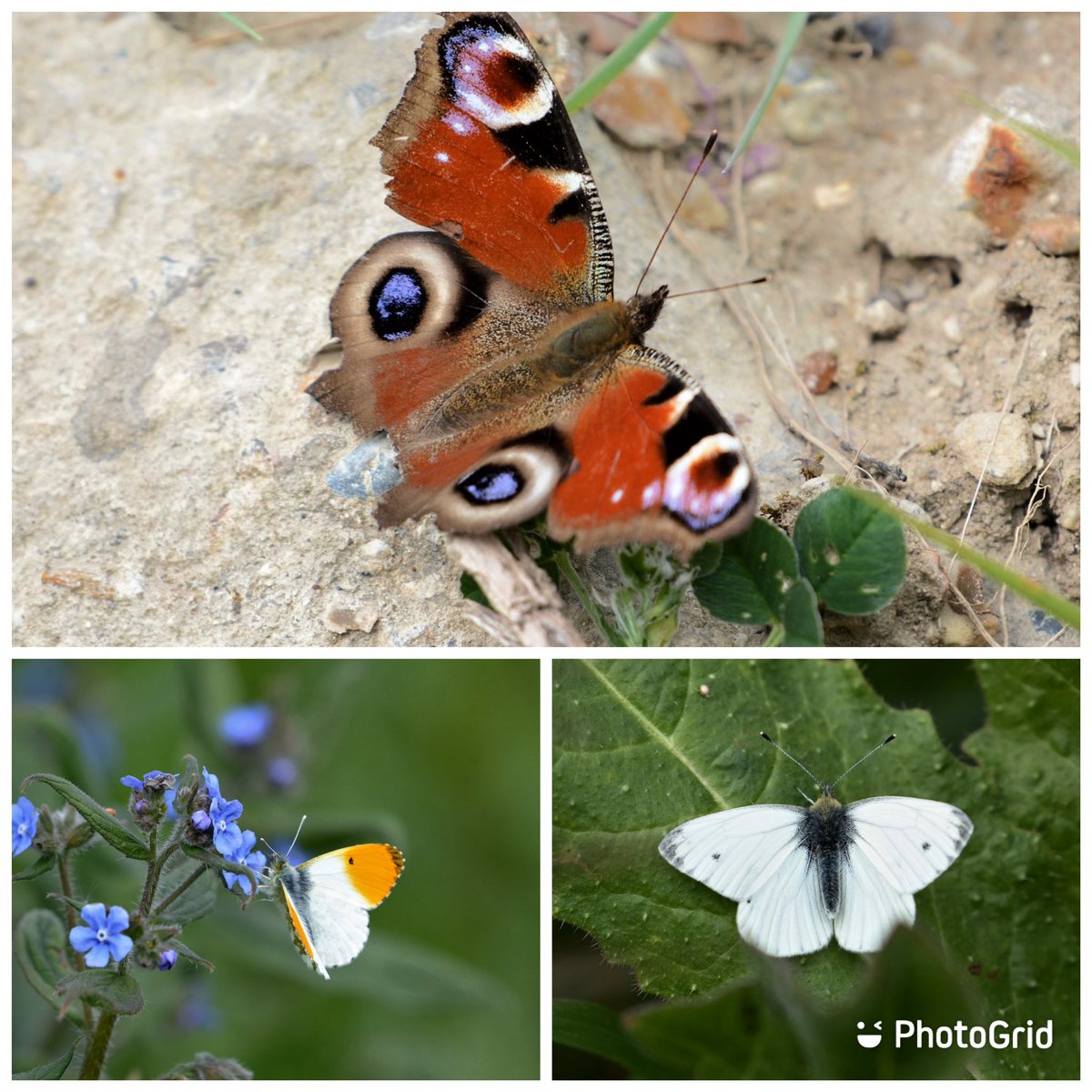 PinchesRetreat's tweet photo. New wildlife just keeps coming 🦋 https://t.co/1eiJnvwhPP