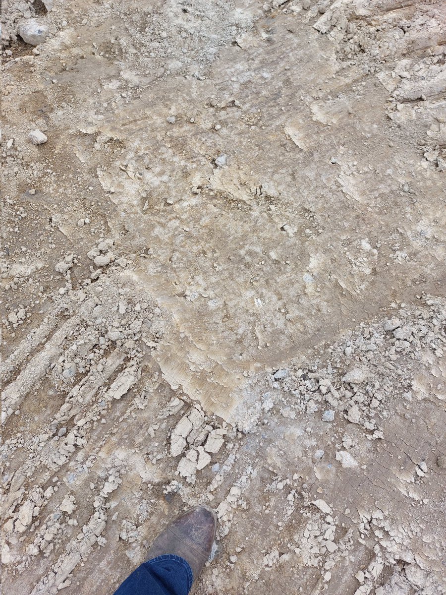 grazyfarmer's tweet image. Doesn&apos;t look like it but I&apos;m standing at &quot;cups on!!&quot; 
We&apos;re at it again!! #expansionmode 
#teamwork 🐄🤝🤝🐄