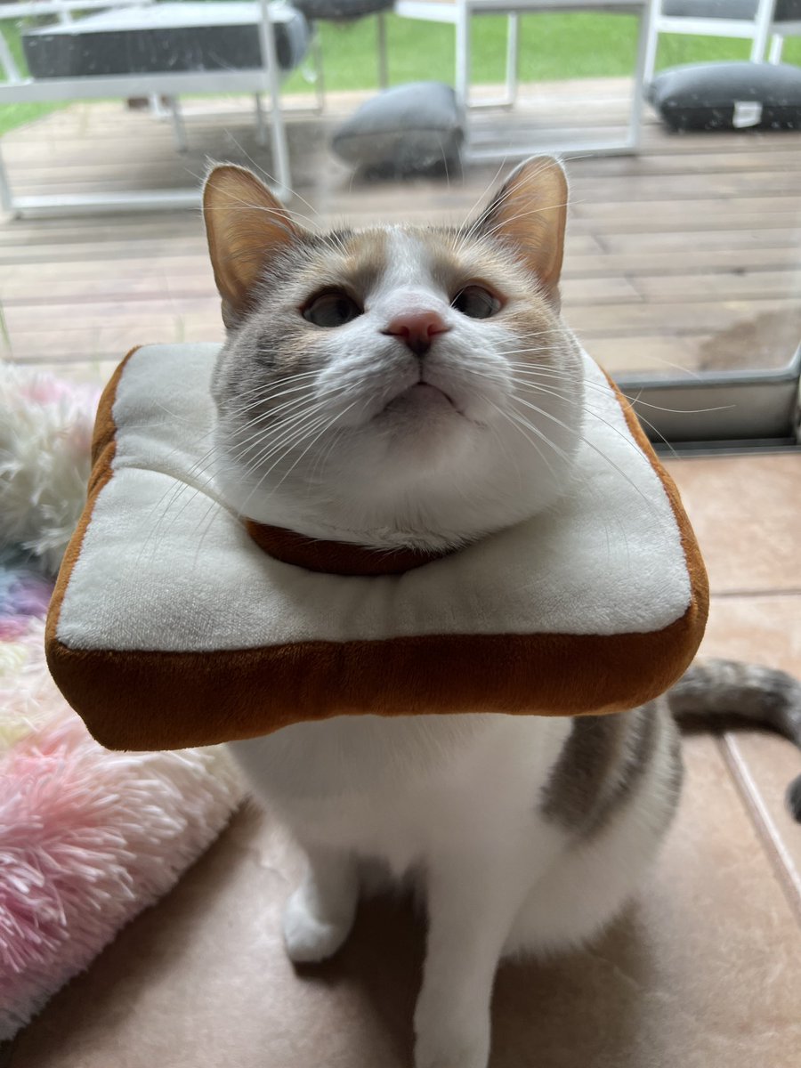 fatfatpankocat's tweet photo. The bread collar makes her head look extra round https://t.co/GzxDUKyUdv