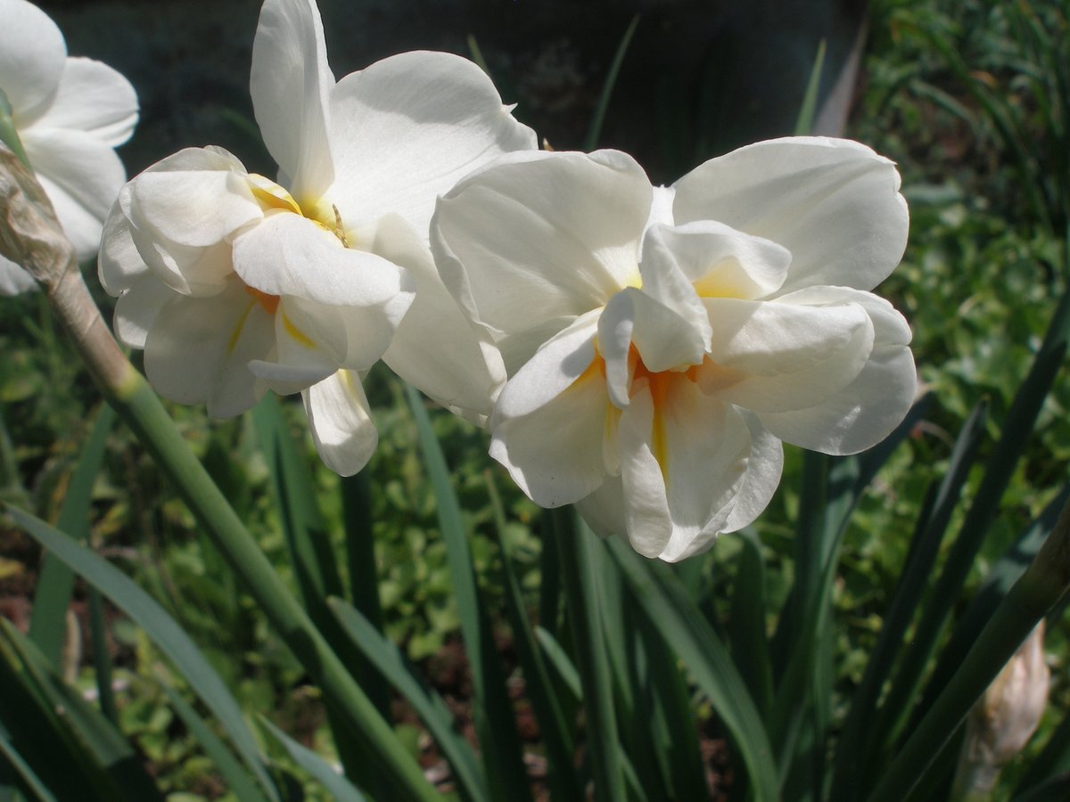 Трохи відтінків білого
Останні нарциси та тюльпани