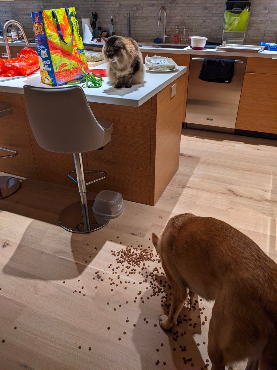 My pets are working together. I don't stand a chance. They're going to kill me in my sleep if I don't give them what they want.