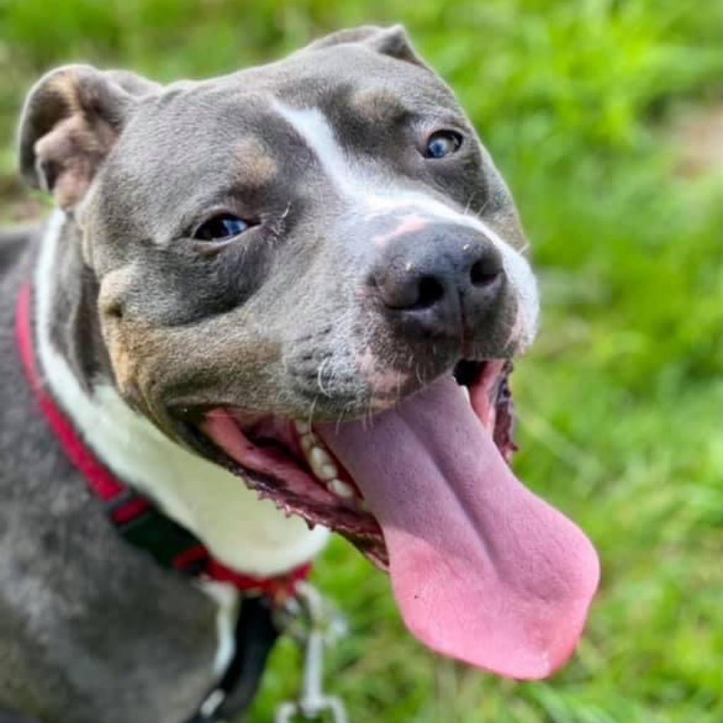 lostdogrescue's tweet photo. 🐾 I'm always smiling - life is too short to be blu 😉 see what I did there? I bet I made YOU smile 💙 - Blu 🐾https://t.co/tVirxjlPHL #adoptme #adoptable #dogsofva #dmv #thursday #rescue #happy #love #cincodemayo https://t.co/k9x2h6ADYB