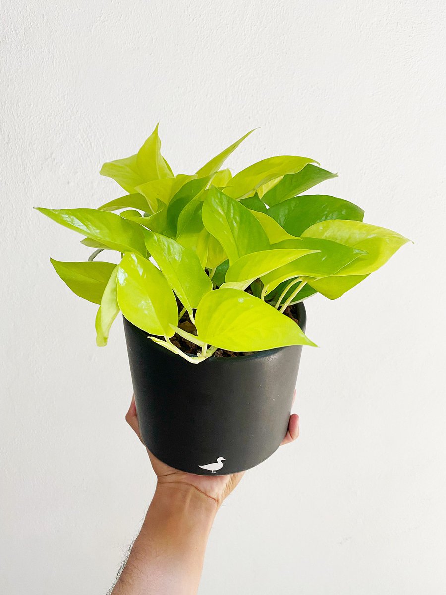 duckpots (@duck_pots) on Twitter photo 