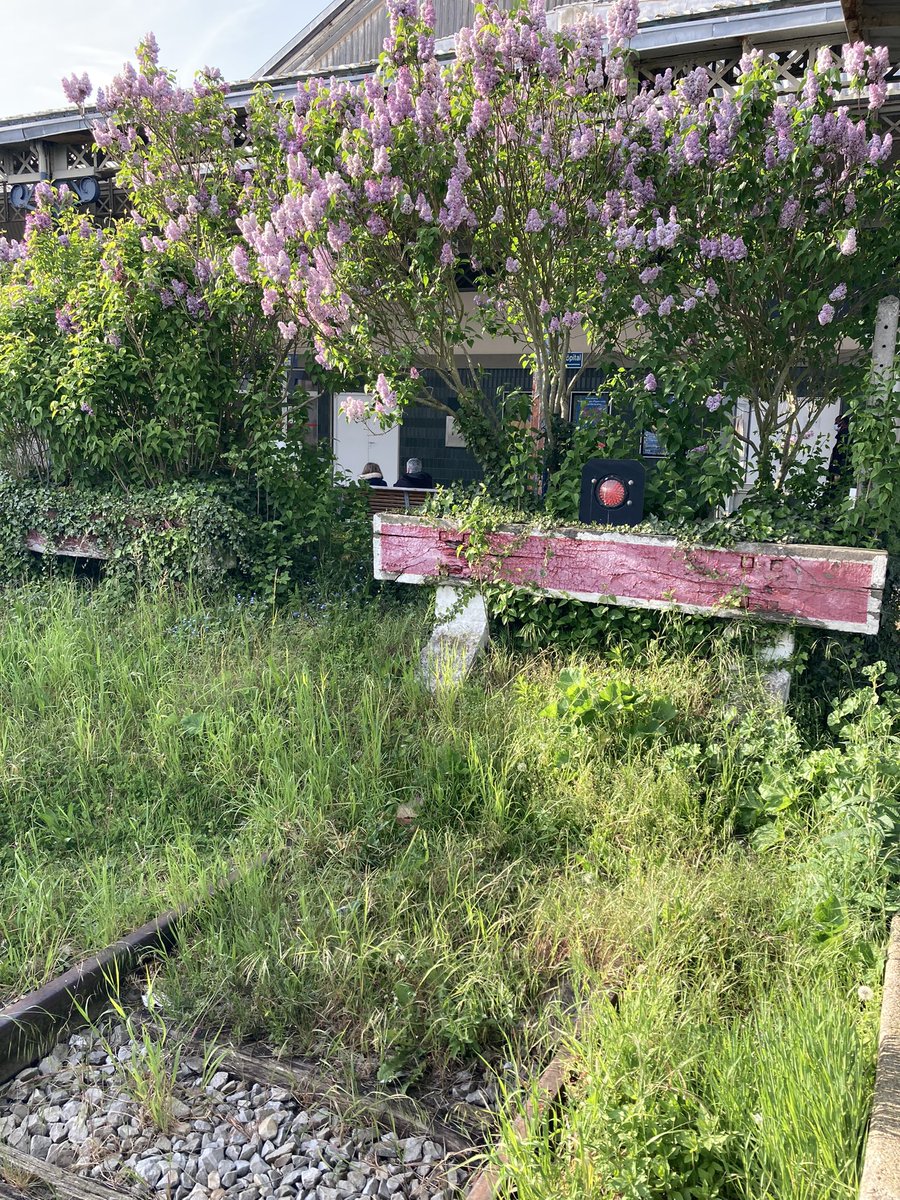 Ma gare de cœur, elle sent bon à l’arrivée ♥️ #dieppe #lilas #gare <a href="/SNCFReseau/">SNCF Réseau</a> <a href="/ConnectGares/">SNCF Gares & Connexions</a>