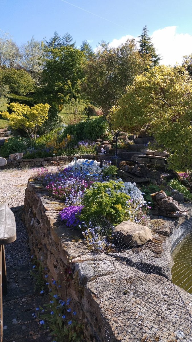 Love this unusual garden shot. Pinch out to see the Ashgate Hospicecare Forget-me-Nots. ⁦@Dediblade⁩ ⁦@Ashgate_Hospice⁩ ⁦