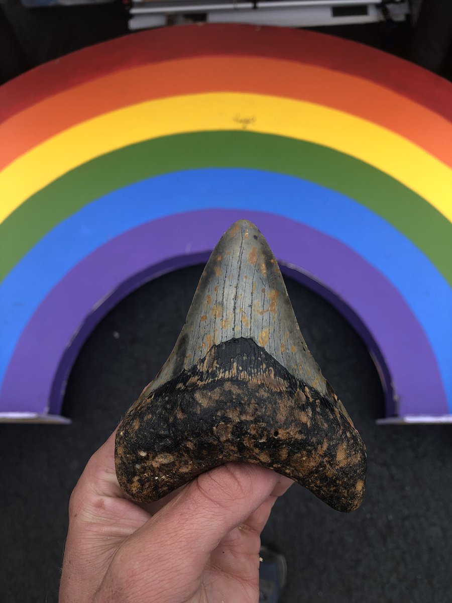 Human_FundLLC's tweet photo. @RampCapitalLLC @elonmusk Recovering non binary gender neutral woke af Megalodon Shark Teeth from the depths of the Atlantic Ocean 🤙🏻 https://t.co/ALCHHPSueT
