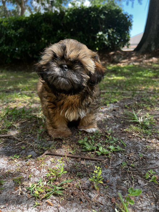 Lenard enjoying outside #shihtzu #puppies #puppylove #puppiesoftwitter #florida 🐶 https://t.co/83tXd<a href="/tag/shihtzu"class="tags">#shihtzu</a><a href="/tag/puppies"class="tags">#puppies</a><a href="/tag/puppylove"class="tags">#puppylove</a><a href="/tag/florida"class="tags"><span>#florida</span></a><a href="/tag/puppiesoftwitter"class="tags"><span>#puppiesoftwitter</span></a>