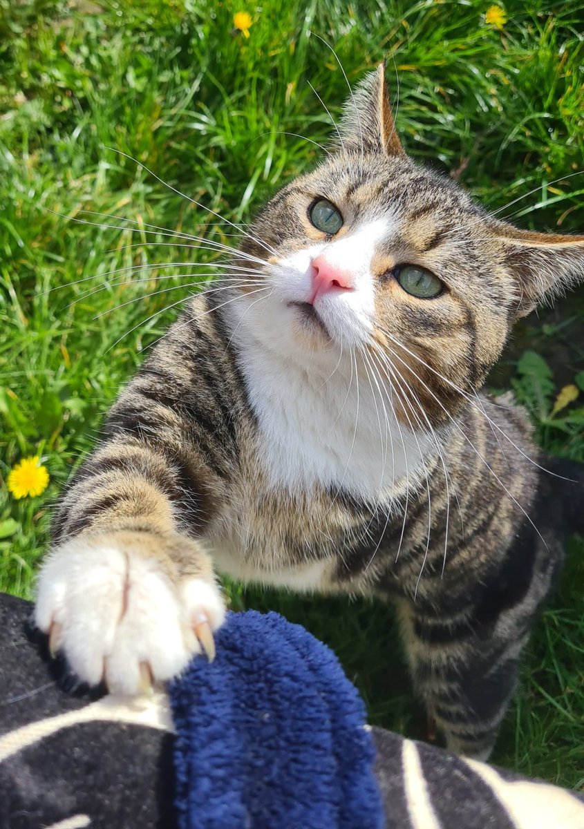 thekittenwinksy's tweet photo. Are you a cat person? 🐈 https://t.co/n8HhLuDARS