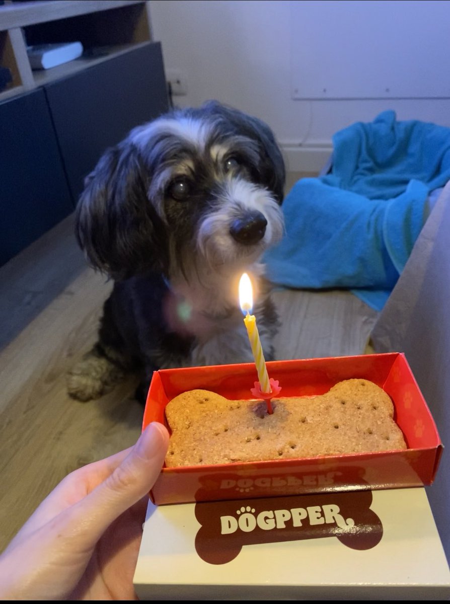 HelenaHerrada's tweet photo. Happy 14th birthday, my friend 💜 🐕🎂 I’m so lucky to have you in my life 🤩
Catorce añazos de amor incondicional se merecen una buena #dogpper @burgerking_es 🙌🏻🍔
@vvieirafdez 😍 #bday #dogsoftwitter https://t.co/2dhN15K4ZD