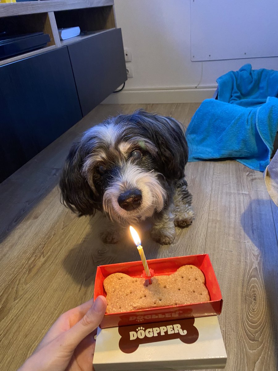 HelenaHerrada's tweet photo. Happy 14th birthday, my friend 💜 🐕🎂 I’m so lucky to have you in my life 🤩
Catorce añazos de amor incondicional se merecen una buena #dogpper @burgerking_es 🙌🏻🍔
@vvieirafdez 😍 #bday #dogsoftwitter https://t.co/2dhN15K4ZD