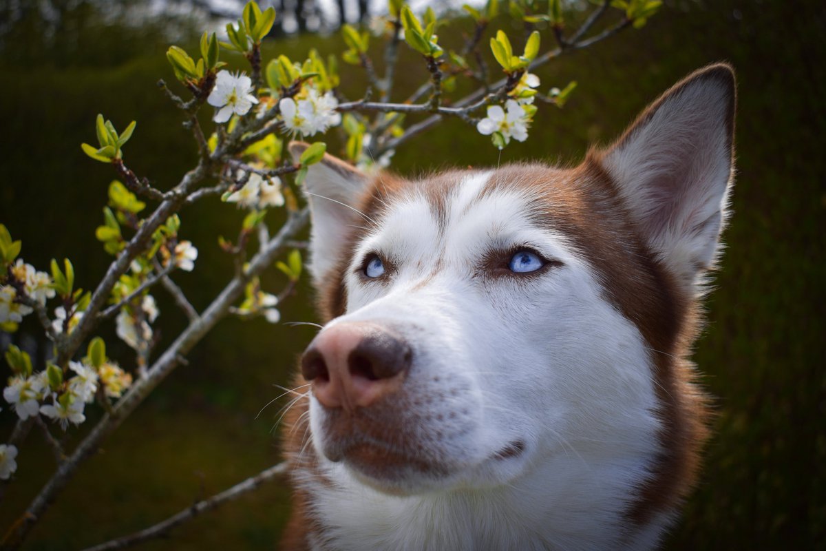 Enjoying the spring? 🌸🐾💕

#DogsofTwittter #twitterdogs