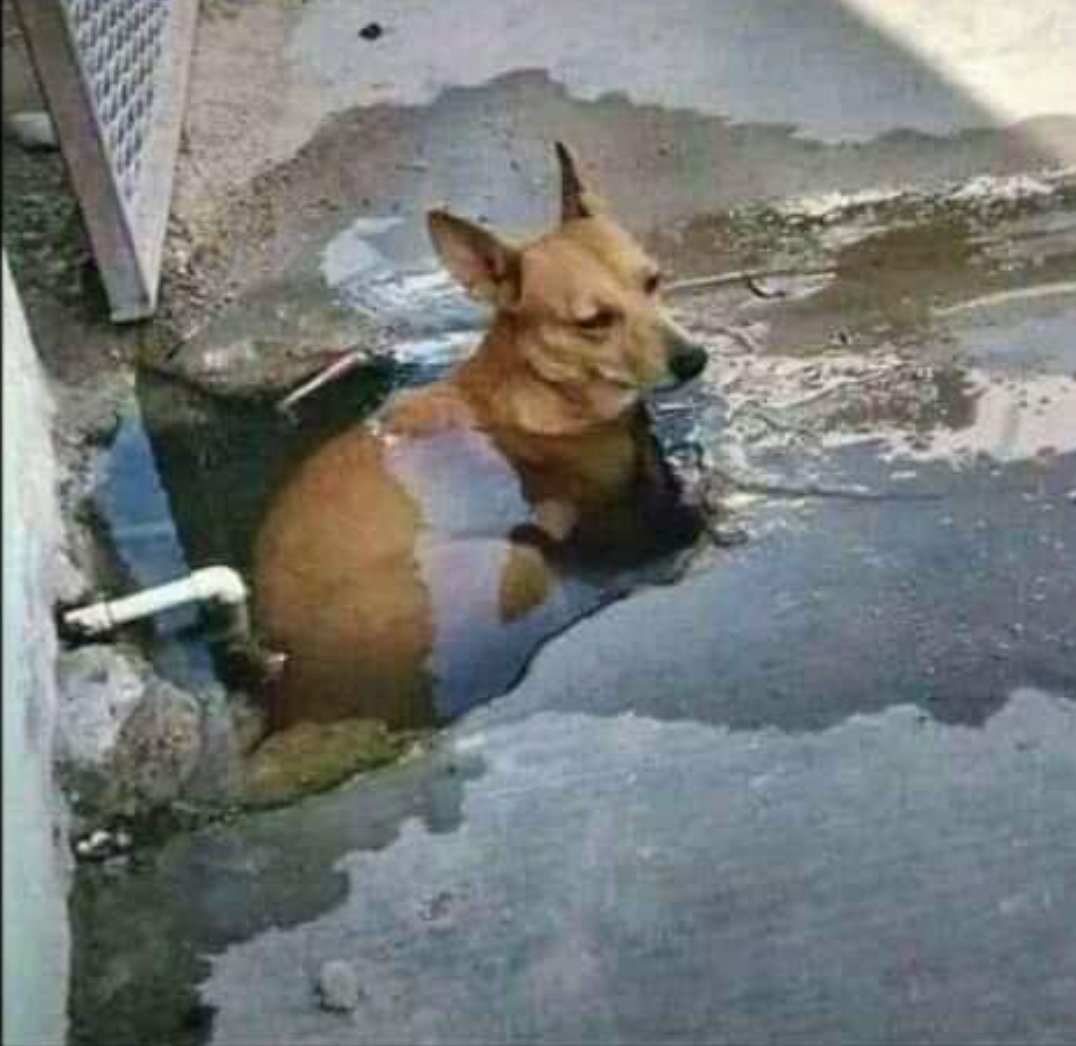 Viallo_Krowbar1's tweet photo. What ever this dog was going through i can relate💔😔 https://t.co/6c6oHH3JTB