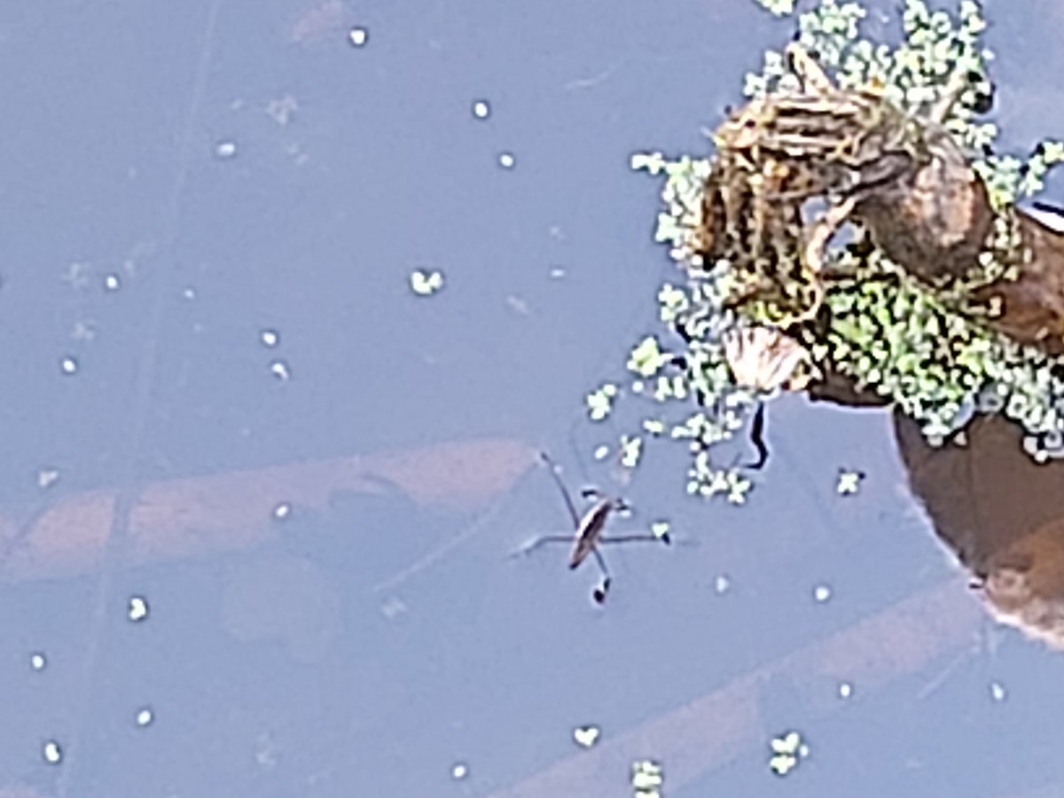 ChilternOutdoor's tweet photo. @ChilternY1 joined me for an afternoon of pond dipping! They were very excited to spot some Pond Skaters, a frog and to see the change in the tadpoles! Mrs B 🙂 https://t.co/PirpBdNcbv