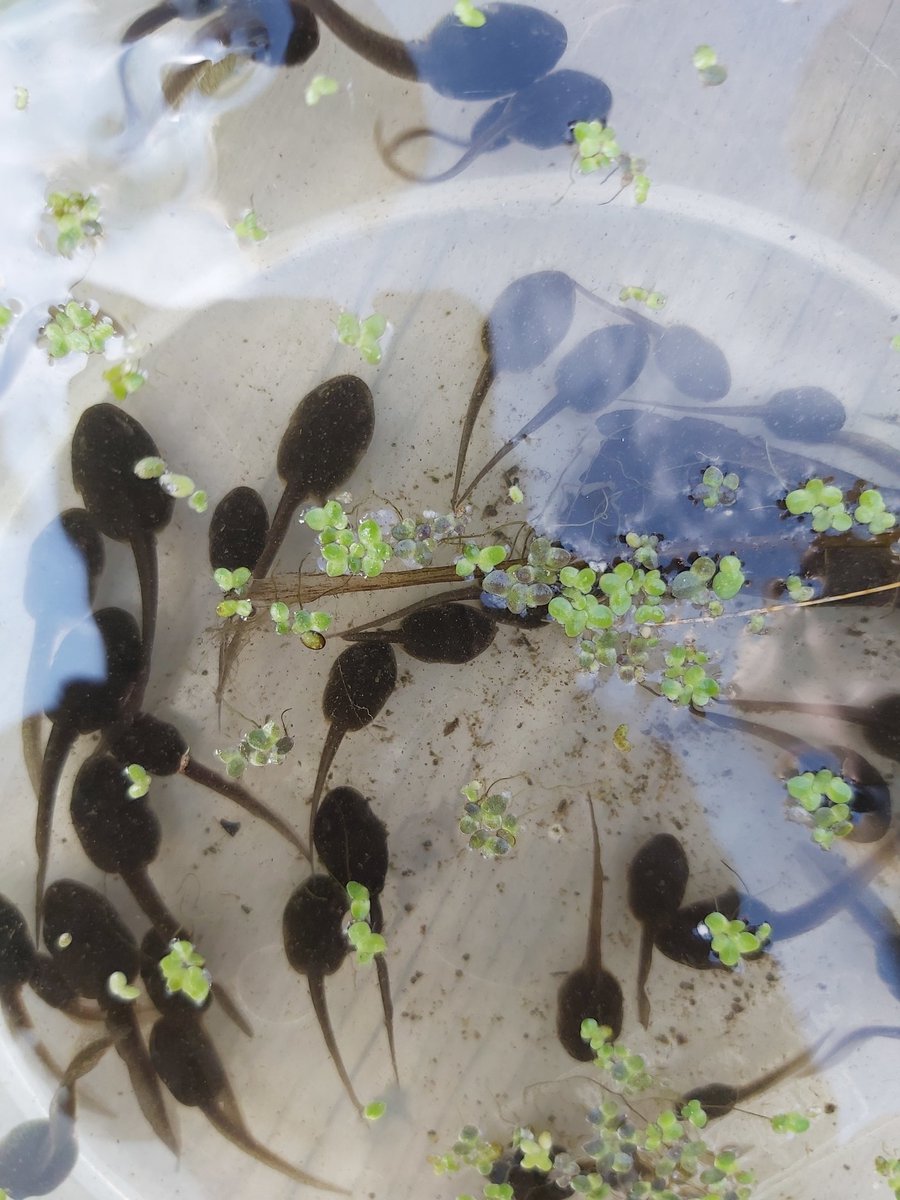 ChilternOutdoor's tweet photo. @ChilternY1 joined me for an afternoon of pond dipping! They were very excited to spot some Pond Skaters, a frog and to see the change in the tadpoles! Mrs B 🙂 https://t.co/PirpBdNcbv