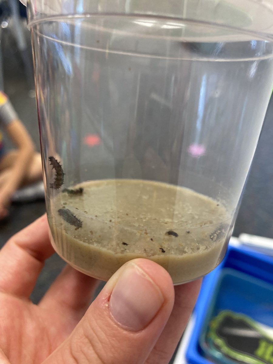 EmilyList7's tweet photo. We are loving our new little friends in our class! We can’t wait to see them grow &amp; then have butterflies!🦋🐛 @USD449 https://t.co/uyO4w4GfvG