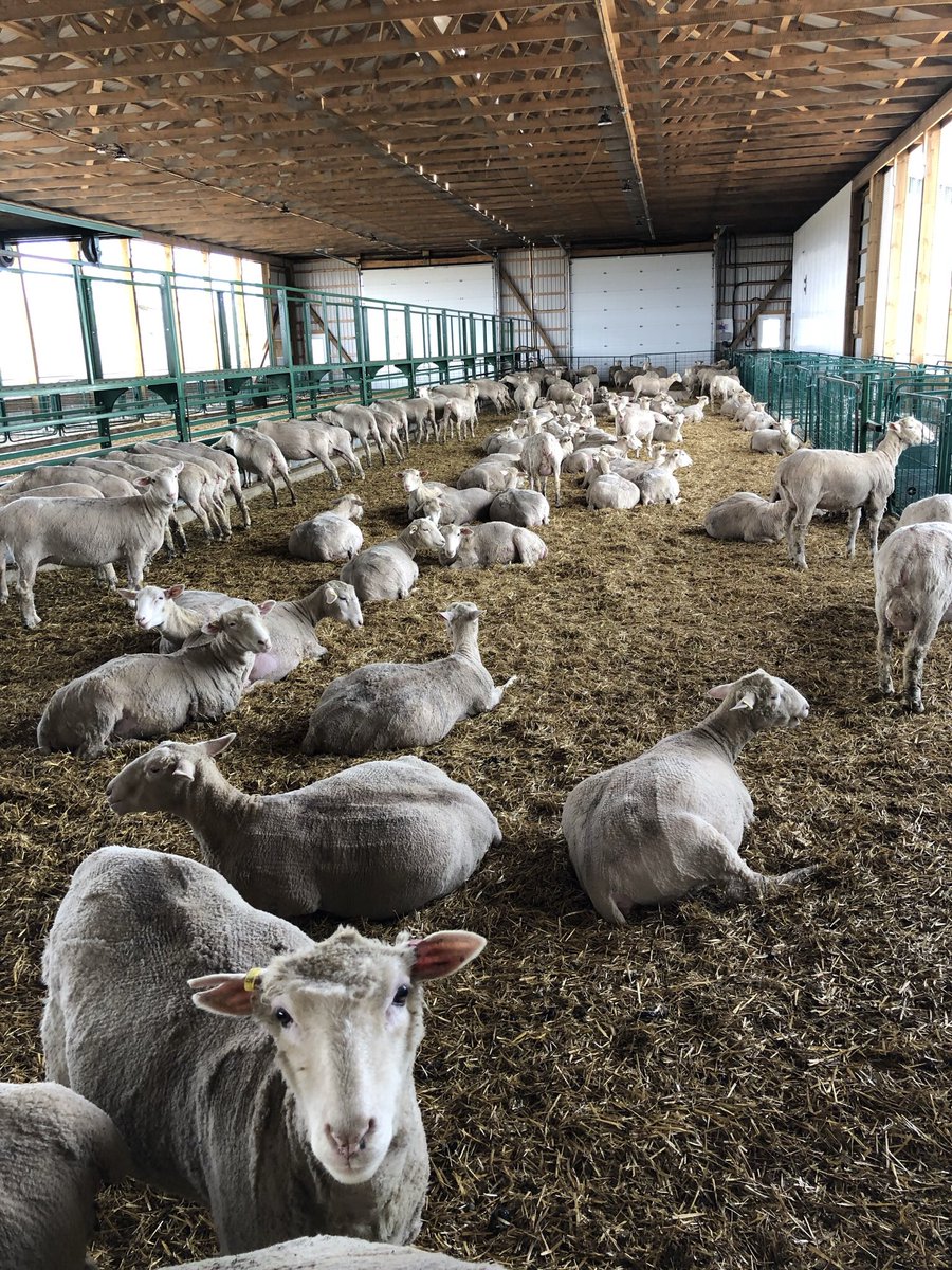 Spring lambing about to begin. Ewe lambs looking close. #ontariosheep #ontariolamb