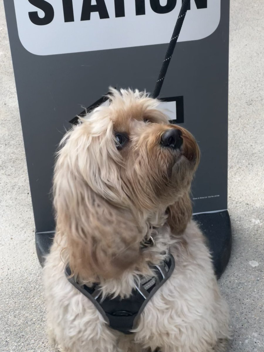 delParc's tweet photo. Had to be done ! #dogsatpollingstations https://t.co/UFu5GcEdmS