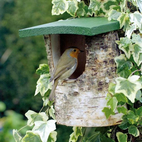 KadirShahani's tweet photo. Garden birds find it harder every year to find natural nesting sites, so adding artificial boxes to your garden will benefit those species who are struggling to find suitable sites to breed and find young! #BirchLog #nesting #nestbox #NationalGardeningWeek https://t.co/Z1fkxLR6si