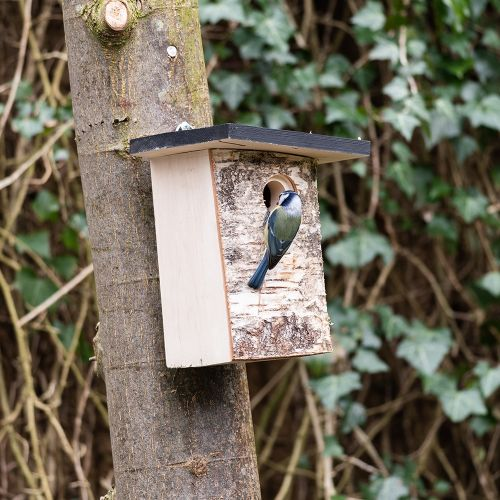 KadirShahani's tweet photo. Garden birds find it harder every year to find natural nesting sites, so adding artificial boxes to your garden will benefit those species who are struggling to find suitable sites to breed and find young! #BirchLog #nesting #nestbox #NationalGardeningWeek https://t.co/Z1fkxLR6si