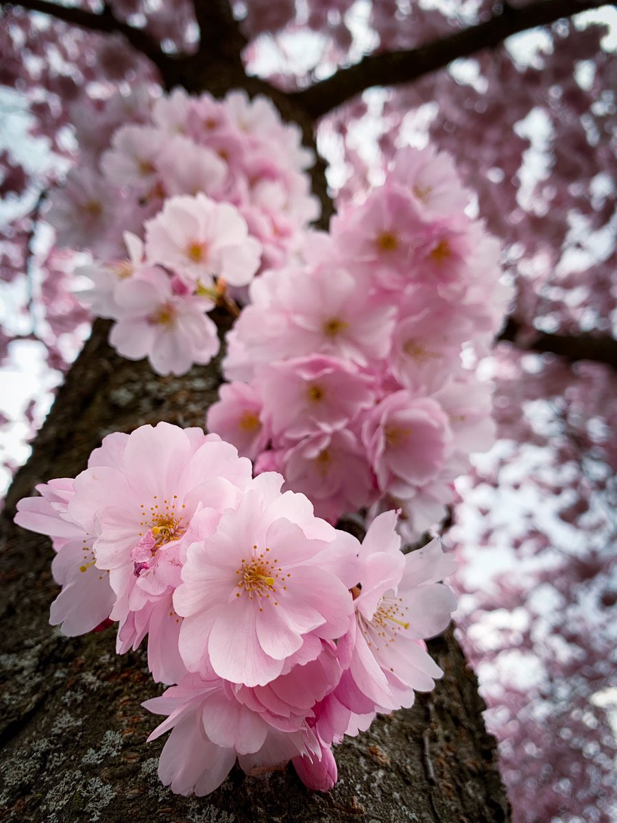 RuchiraBafana's tweet photo. Berlin Blossom Time
❤️🌸
@visitberlin #berlinblossom #berlinliebe #cherryblossom #exploreberlin #kirschblüten #sakura #visitberlin #unlimitedgermany https://t.co/54RHxwL0tP