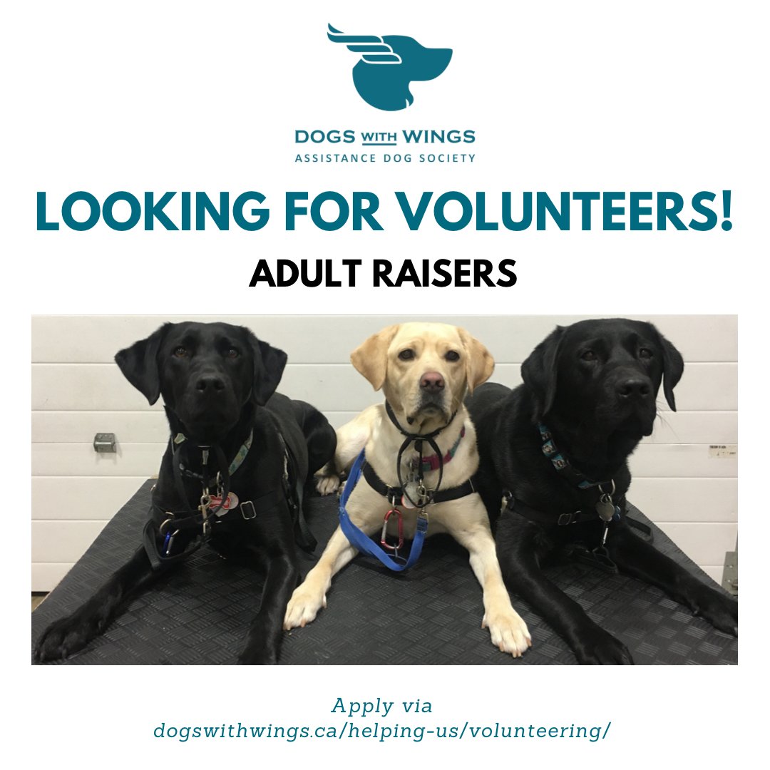 dogs_with_wings's tweet photo. Hey #Edmonton! We have 2-3 spots left for Adult Raisers or "Fosters"! We provide the food, vet, and supplies, & find boarding for when you're away!
.
#YEGvolunteers #YEG #Foster #dogfoster #dogsintraining #ABvolunteer #Volunteer #Dog #exploreedmonton #yeglife #tailsofyeg #yegdog https://t.co/RzJsXm0wlH